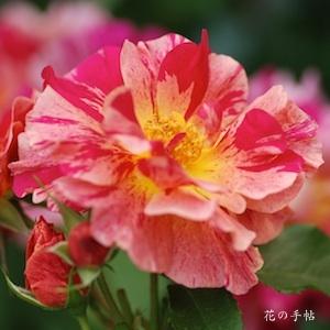 バラ　エドガー ドガ（ROSE　Edgar Degas）｜花図鑑【花の手帖】