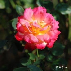 バラ　エイコウ（栄光）（ROSE　Eikoh）｜花の手帖のバラ図鑑