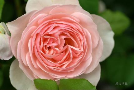 バラ　イングリッシュヘリテージ（ROSE　English Heritage）／リテージ（ROSE　Heritage）｜花の手帖のバラ図鑑