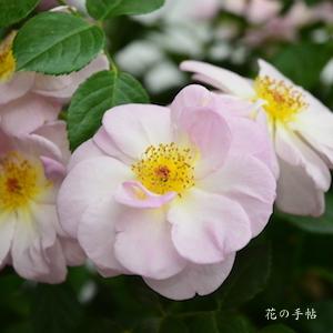 バラ　エスカペード（ROSE　Escapade）｜花図鑑【花の手帖】