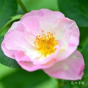 バラ　エスカペード（ROSE　Escapade）｜花図鑑【花の手帖】