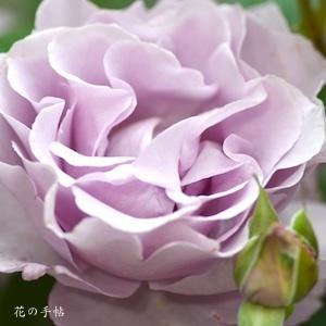 バラ　エターナル（ROSE　Eternal）｜花の手帖のバラ図鑑