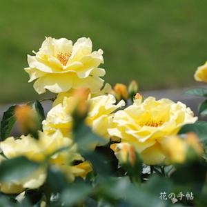 バラ　エバーゴールド（Evergold）｜花の手帖のバラ図鑑