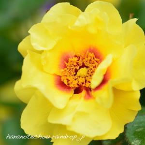 バラ　アイコニック レモネード（Eyeconic Lemonade）｜花の手帖のバラ図鑑