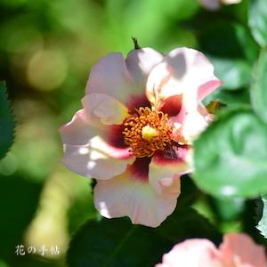 バラ　アイコニック ピンク レモネード（Eyeconic Pink Lemonade）｜花の手帖のバラ図鑑