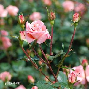 バラ　ファバージェ（Faberge）｜花の手帖のバラ図鑑