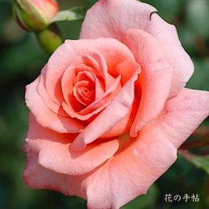 バラ　ファバージェ（Faberge）｜花の手帖のバラ図鑑