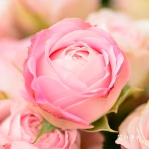 バラ　フェアリー カップ｜花の手帖のバラ図鑑