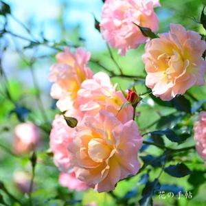 バラ　ファミー｜花の手帖のバラ図鑑