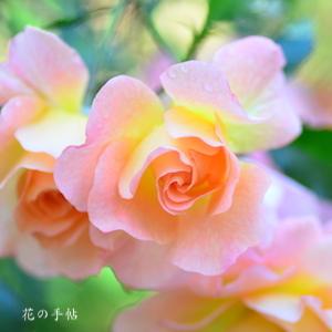 バラ　ファミー｜花の手帖のバラ図鑑