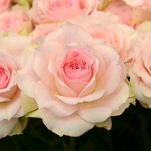 バラ　ファンシー ローラ｜花の手帖のバラ図鑑