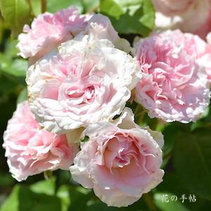 バラ　ファンシー ローラ｜花の手帖のバラ図鑑