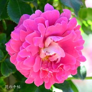バラ　ファンシー ラッフル｜花の手帖のバラ図鑑