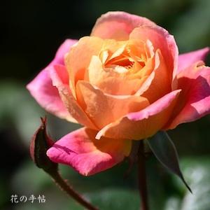 バラ　ファンファーレ（Fanfare）｜花の手帖のバラ図鑑