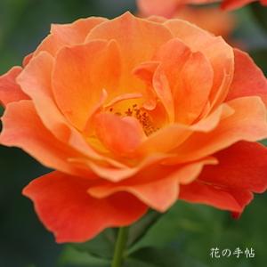 バラ　フェローシップ｜花の手帖のバラ図鑑