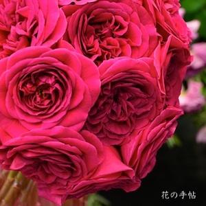 バラ　ファムファタール｜花の手帖のバラ図鑑