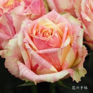 バラ　フィスタ＋｜花の手帖のバラ図鑑
