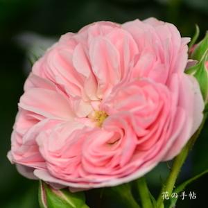 バラ　フィレール｜花の手帖のバラ図鑑