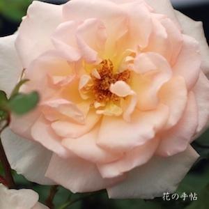 バラ　ファースト キッス（First Kiss）｜花の手帖のバラ図鑑