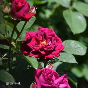 バラ　フィッシャーアンドホルムス｜花の手帖のバラ図鑑