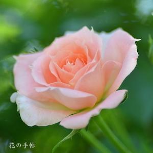 バラ　フラワー パワー｜花の手帖のバラ図鑑