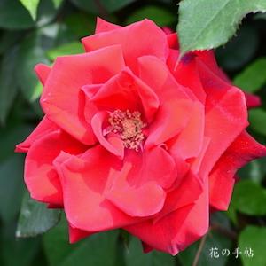 バラ　フォンテーヌ｜花の手帖のバラ図鑑
