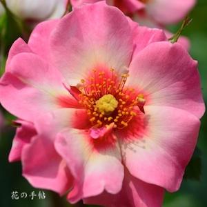 バラ　フォーユアアイズオンリー｜花の手帖のバラ図鑑