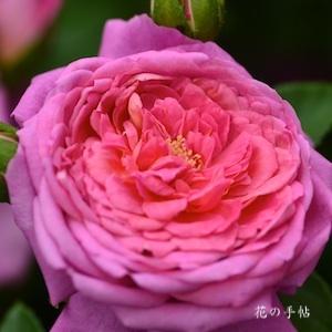 バラ　フラゴナール（Fragonard）｜花の手帖のバラ図鑑