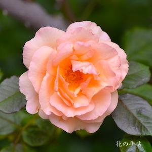 バラ　フレグラント アプリコット（Fragrant Apricot）｜花の手帖のバラ図鑑
