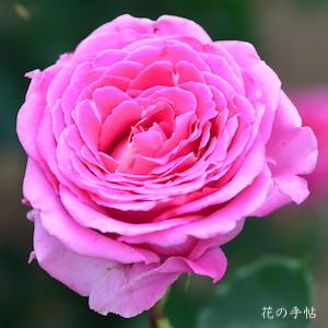 バラ　フラグラント レディ｜花の手帖のバラ図鑑
