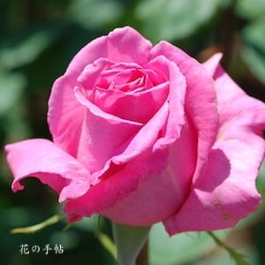 バラ　フラグラント レディ｜花の手帖のバラ図鑑