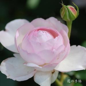 バラ　フランボア｜花の手帖のバラ図鑑
