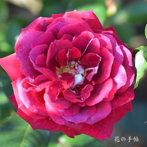 バラ　フランシーヌ｜花の手帖のバラ図鑑