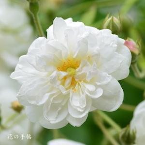 バラ　フランシーヌ オースチン｜花の手帖のバラ図鑑