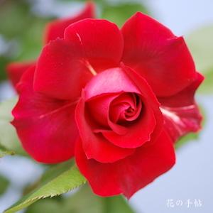 バラ　フランクリー スカーレット｜花の手帖のバラ図鑑