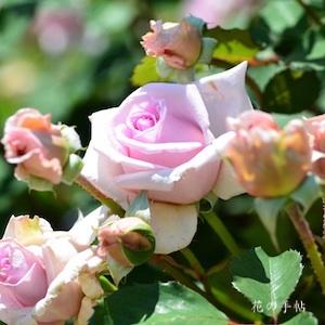 バラ　フレグラント ヒル（Fragrant Hill）｜花の手帖のバラ図鑑