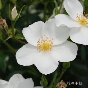 バラ　フラウ ホレ｜花の手帖のバラ図鑑