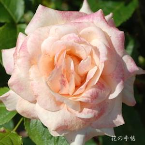 バラ　フレンチパフューム（French Perfume）｜花の手帖のバラ図鑑