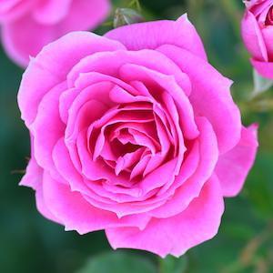 バラ　フロリック｜花の手帖のバラ図鑑