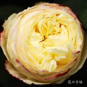 バラ　フリュイ｜花の手帖のバラ図鑑