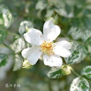 バラ　フイリテリハノイバラ｜花の手帖のバラ図鑑