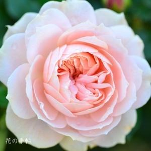 バラ　ガーデン オブ ローゼズ（Garden of Roses）｜花の手帖のバラ図鑑