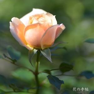 バラ　ガーデン オブ ローゼズ（Garden of Roses）｜花の手帖のバラ図鑑