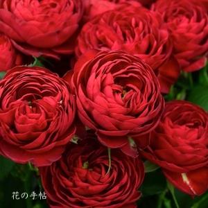 バラ　ガーネット ジェム（Garnet Gem）｜花の手帖のバラ図鑑