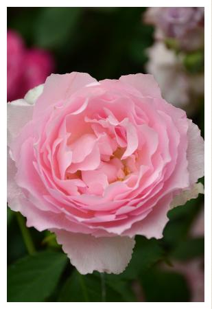 バラ　ジャンティーユ（Gentille）｜花の手帖のバラ図鑑