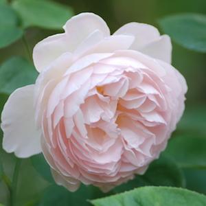 バラ　ジェントル ハーマイオニー｜花の手帖のバラ図鑑