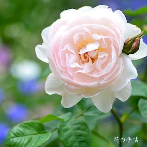 バラ　ジェントル ハーマイオニー｜花の手帖のバラ図鑑