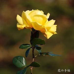 バラ　ジーナ ロロブリジーダ｜花の手帖のバラ図鑑