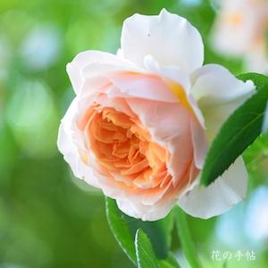 バラ　ジンジャー シュラバブ（Ginger Syllabub）｜花の手帖のバラ図鑑