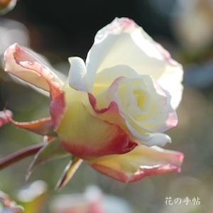 バラ　ギンレイ（銀嶺）｜花の手帖のバラ図鑑